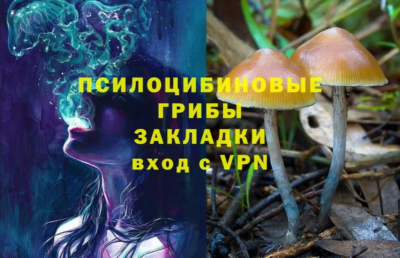 сколько стоит  Болгар  Псилоцибиновые грибы Psilocybine cubensis 